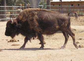 Bison Picture